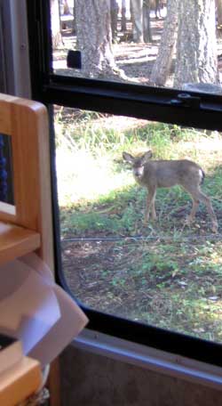 A fawn nibbles near the rear window in our fifth wheel