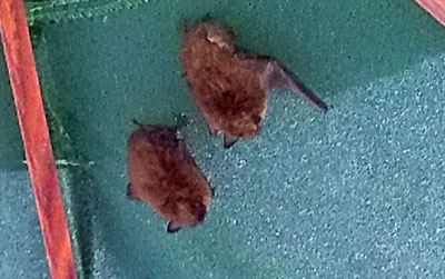 Bats housed in a neighbors colapsed umbrella