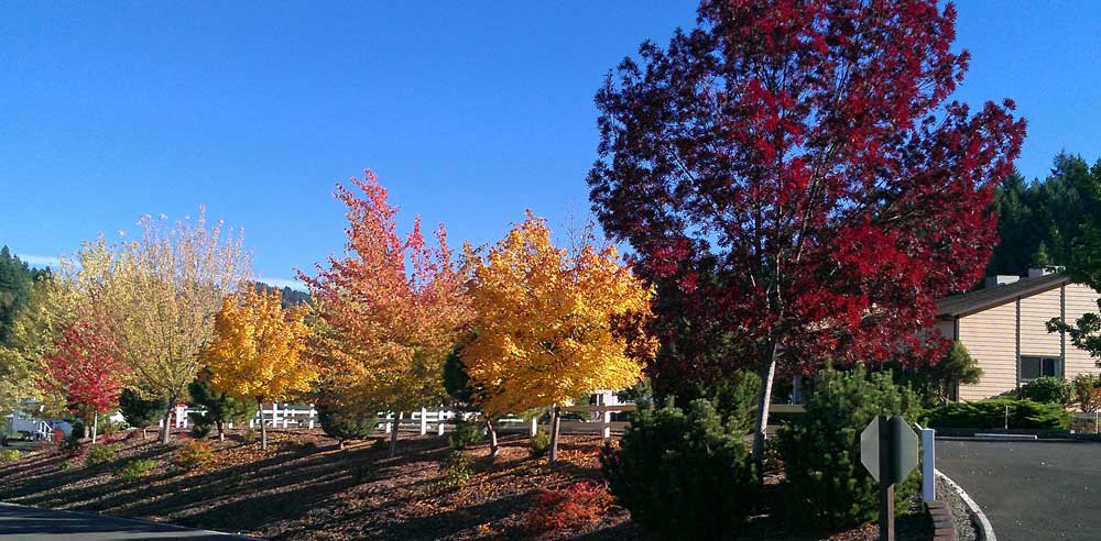 Fall colors arrive at Timber Valley RV Park