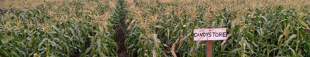 The last corn of the season at Lehne Farm