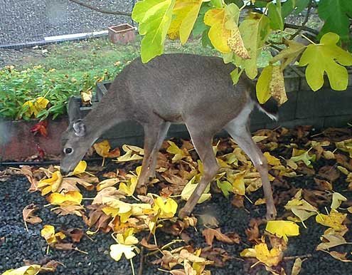 A deer is visiting our fig tree