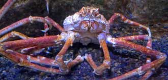 Spider crab posing for a photo