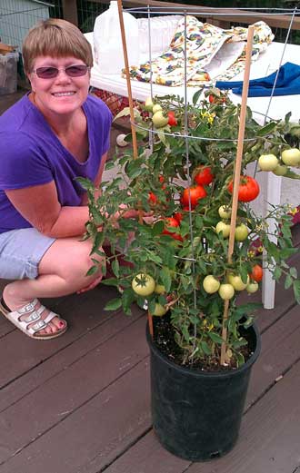 Gwen finds our tomato plant has been well watered, Behind: Our Cameo is ready for us