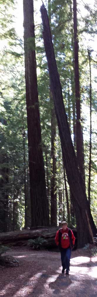 Hiking in the Avenue of the Giants, Behind: Comparing historical events to the age of a redwood.