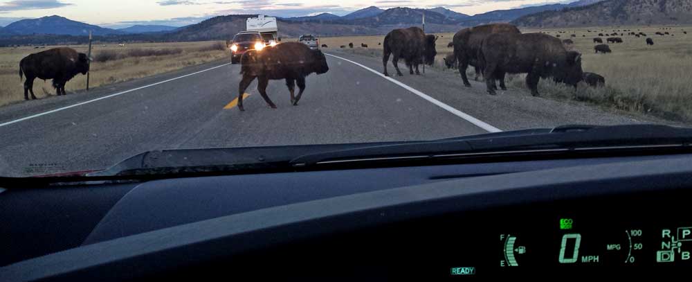 Slow, Bison in the road!, Behind: The mood changes in the Teton Range
