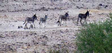 Wild burros out our back window