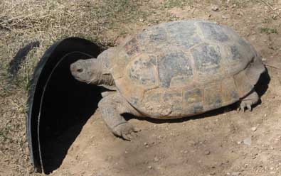 Desert Tortoise/Turtle