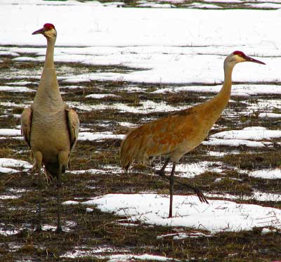 Sandhill Cranes at the northern part of the lake