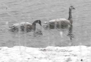 Canada Geese out the back window
