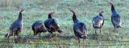 Wild turkeys in Applegate Valley