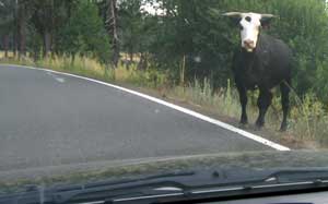 Cow in the road time again