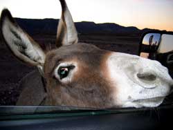 What do burros want as a treat