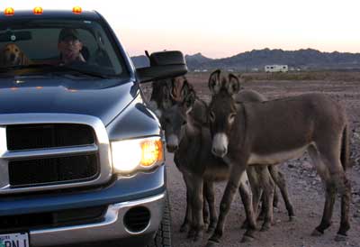 The wild burros come to visit closeup