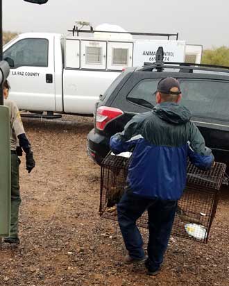 Loading the dog into the truck