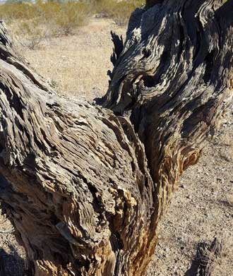 Arizona climate is rough on trees