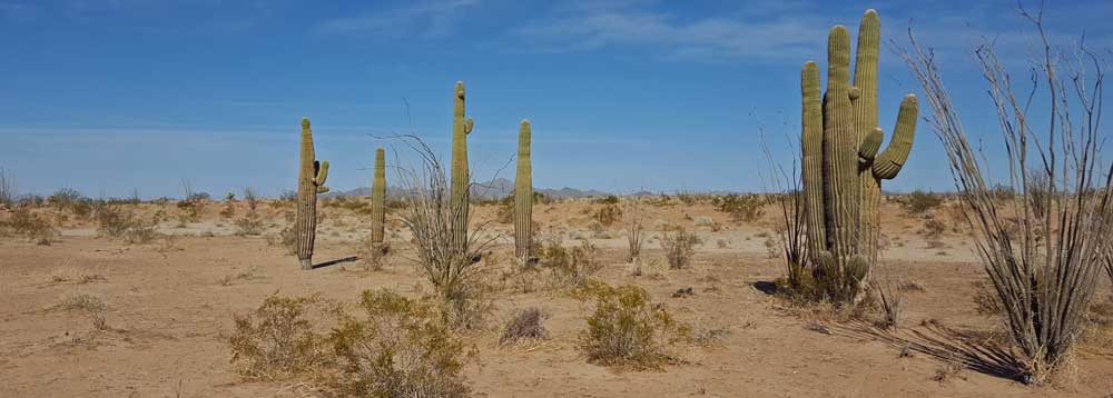 East Cactus Plain Wilderness Area