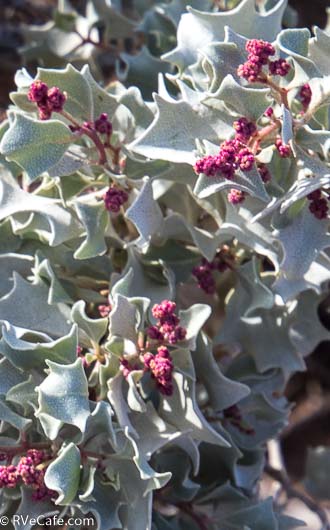 Beautiful brush in the desert