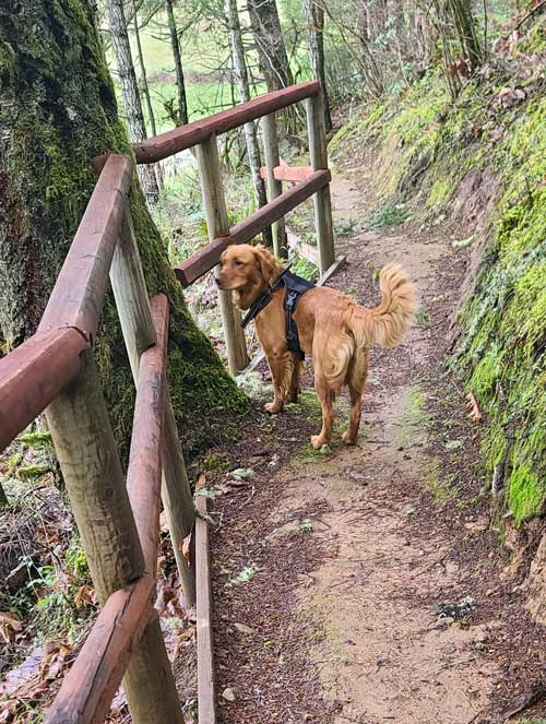 Abby on trail