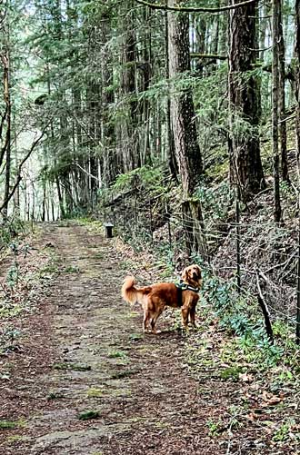 Abby on the trail