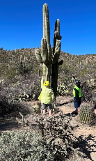 Love the huge Saguaro