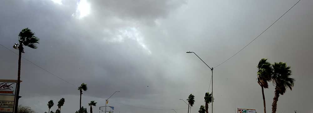 Heavy wind today, trees leaning to the north