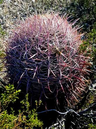 Barrel cactus