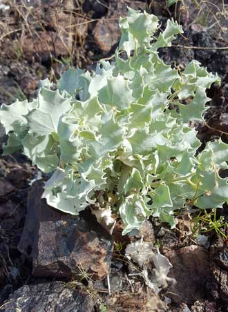 A new desert plant to us