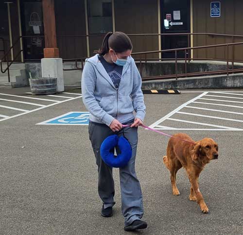 Abby returning from the vet.