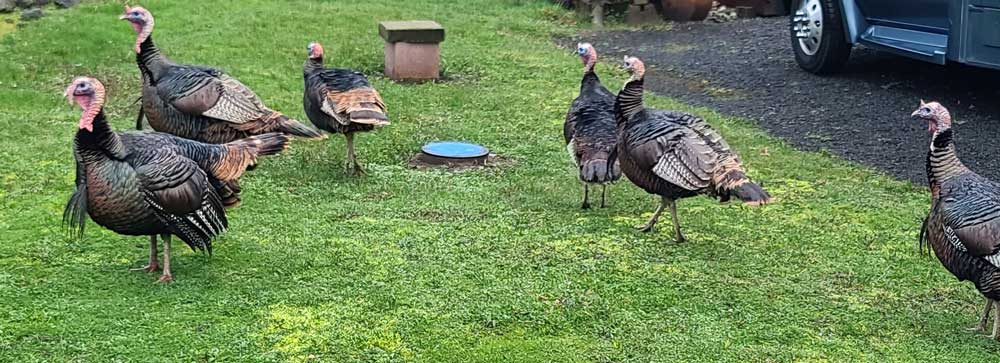 Wild Turkeys in our park