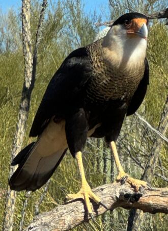 One of the free flight raptors