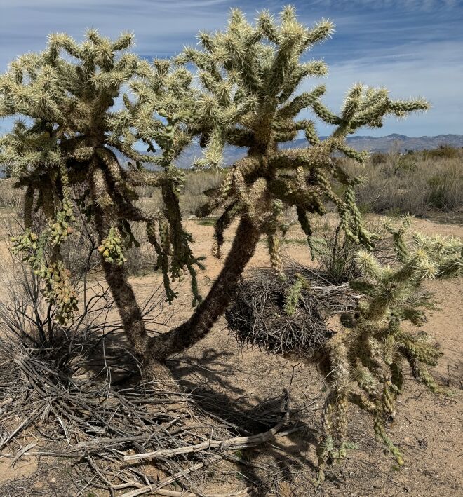 Discovering a nest during our Pantano Wash hike.