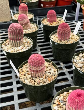 Rainbow Hedgehog, click to see what we bought