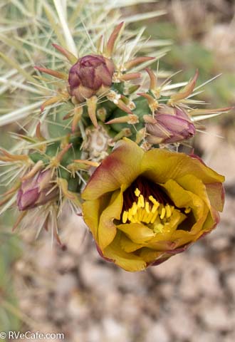 Some great cactus flowers