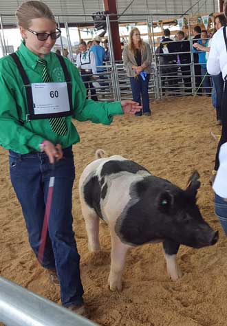 4H Swine