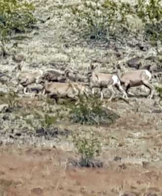 More Big Horn Sheep views