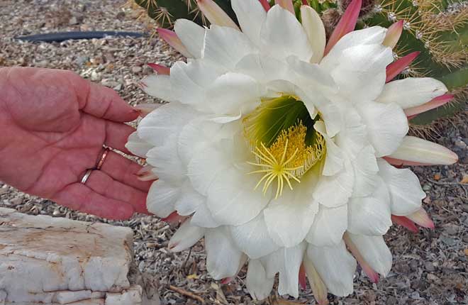 Giant Cactus Flower