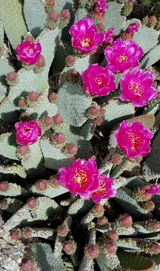 Search for cactus flowers