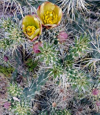 More desert flowers