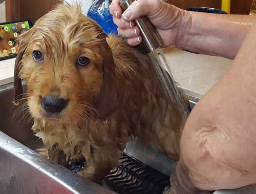 Her first bath