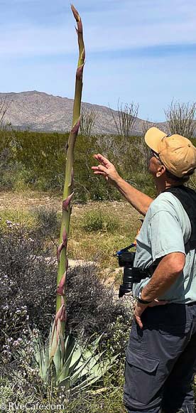 We found a wild Century Plant ready to bloom