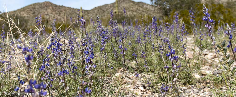 Desert Lupin