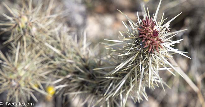 Cholla in bloom