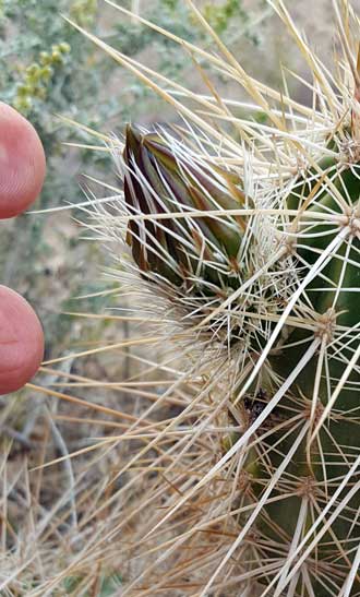 Cactus bud