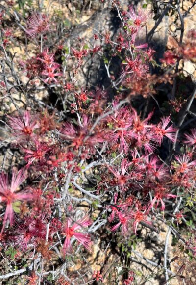 Fairy Duster along the trail