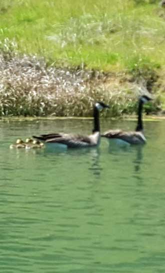 Wild life on the lake