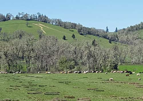 Oregon is green in the spring and early summer