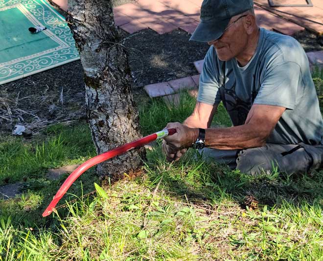 Cutting a dead tree