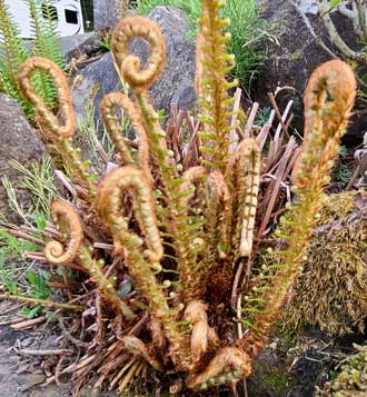 Ferns in the park