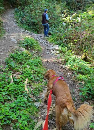 Finding the Oregon Redwoods