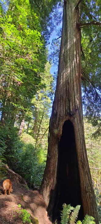 One of many Oregon Redwood trees